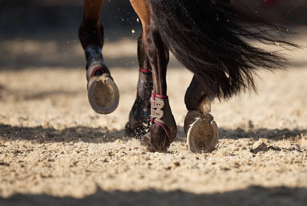 istock The horse runs on the sandy road 1030235568