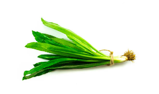 istock Culantro, sawtooth long leaf coriander isolated on white background 1030235632