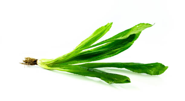 istock Fresh culantro, sawtooth long leaf coriander n white background 1030235668