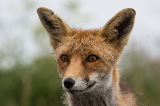 istock Fox in the Gran Paradiso National Park 1030235958