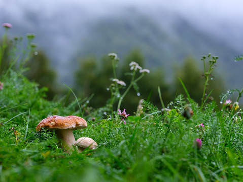 Look for mushrooms walking in the woods in the high mountains