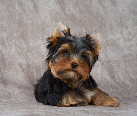 Adorable and cute puppy of the Yorkshire Terrier lies on textile background