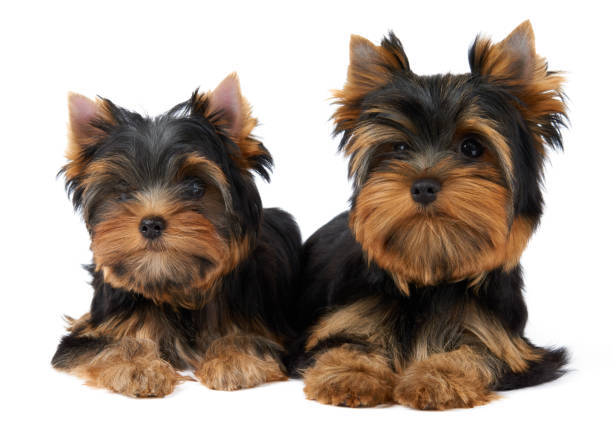 Two cute puppies - fotografia de stock