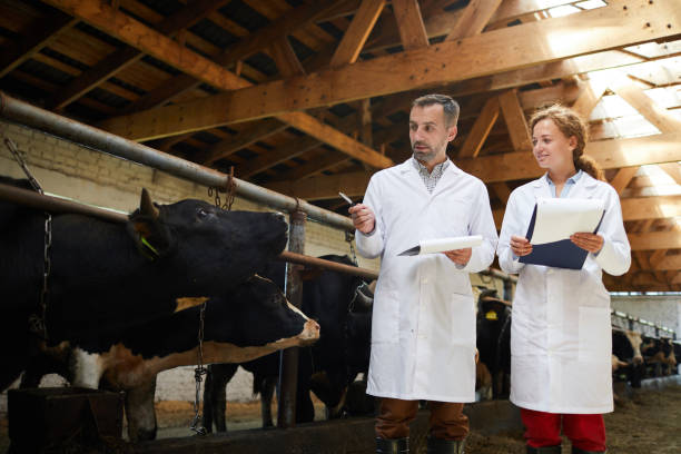 istock Vet Inspection at Farm 1030239438