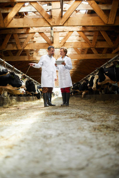 istock Two Veterinarian at Farm 1030239448