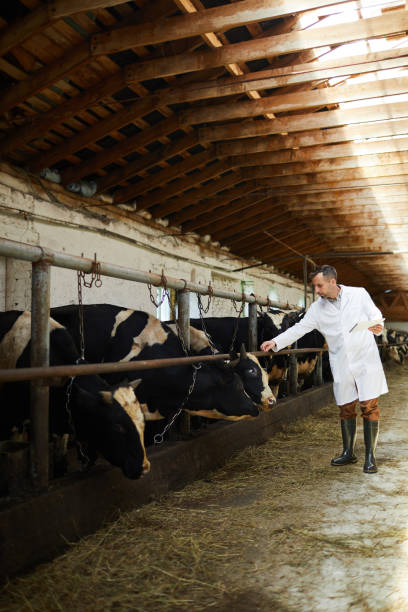 istock Mature Veterinarian Working with Cows 1030239450