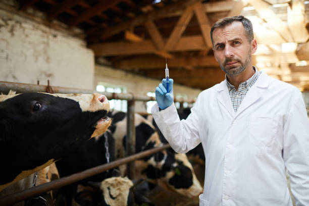 istock Mature Vet Treating Cows 1030239452
