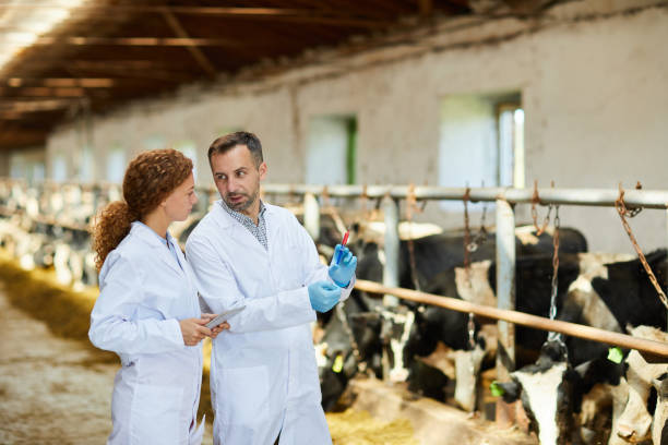 istock Two Veterinarians Inspecting Cows at Farm 1030239454