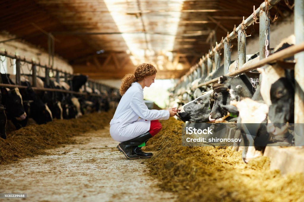 Young Woman Caring for Cows Side view portrait of cute female veterinarian caring for cows sitting down in sunlit barn, copy space Veterinarian Stock Photo
