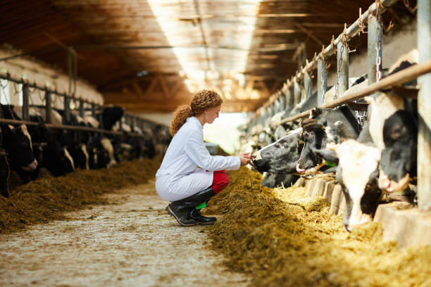 Young Woman Caring for Cows Side view portrait of cute female veterinarian caring for cows sitting down in sunlit barn, copy space farm animals stock pictures, royalty-free photos & images