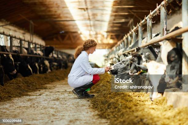 Young Woman Caring For Cows Stock Photo - Download Image Now - Veterinarian, Farm, Animal
