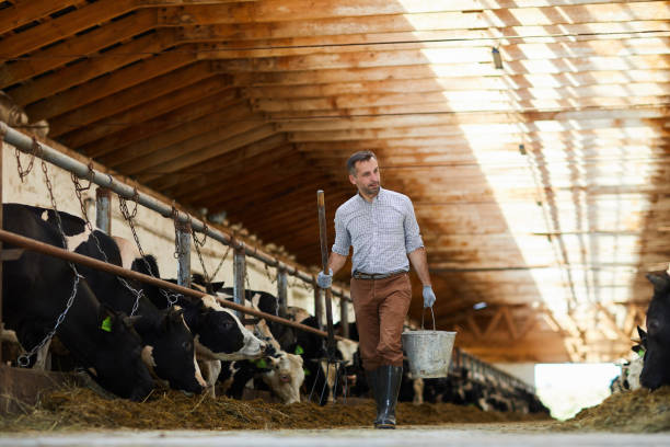 istock Mature Farmer Cleaning Cowshed 1030239494