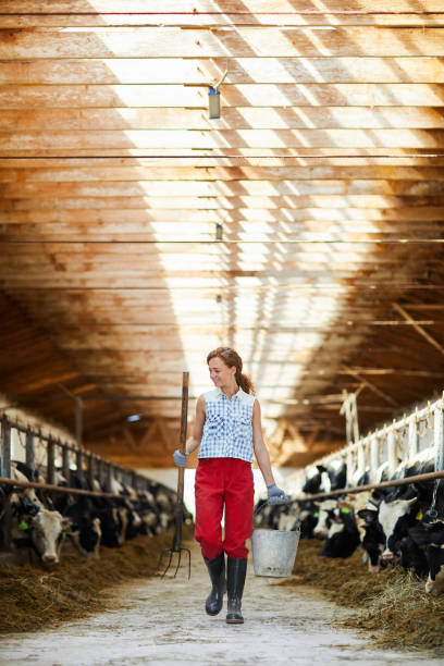 istock Female Farmer in Cowshed 1030239504