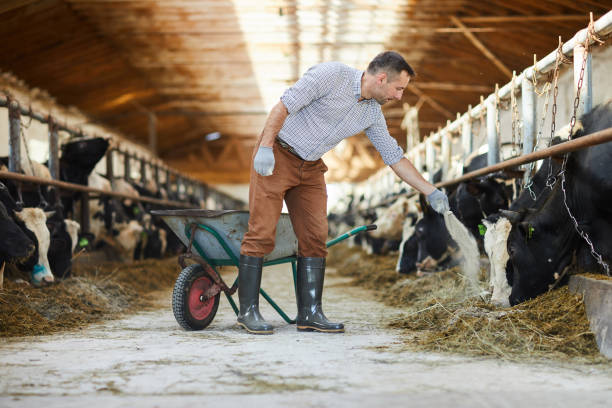 farmer fütterung kühe - animals feeding stock-fotos und bilder