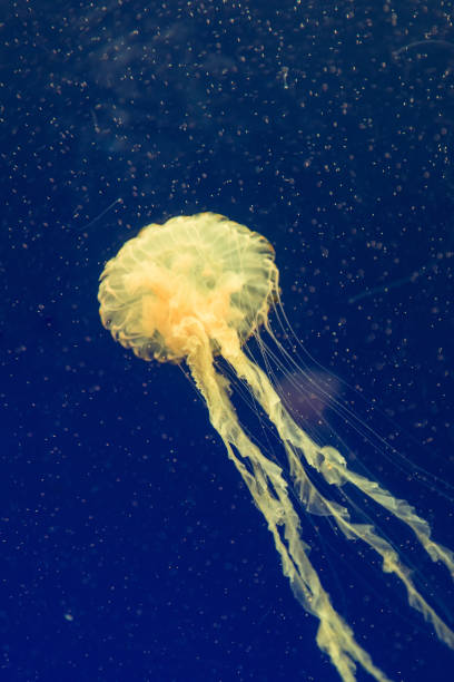 istock jellyfish in the aquarium 1030240024