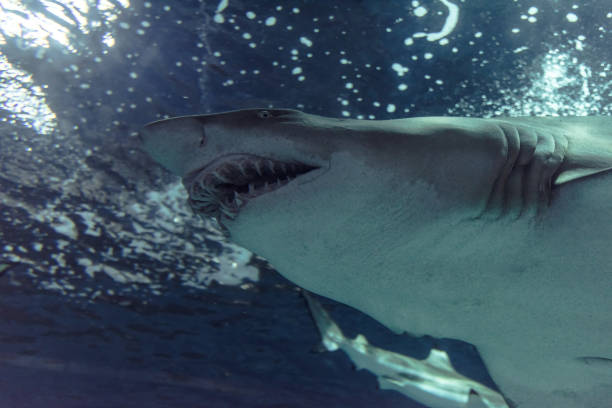istock Close-up of a Sand Shark shot from below 1030240044