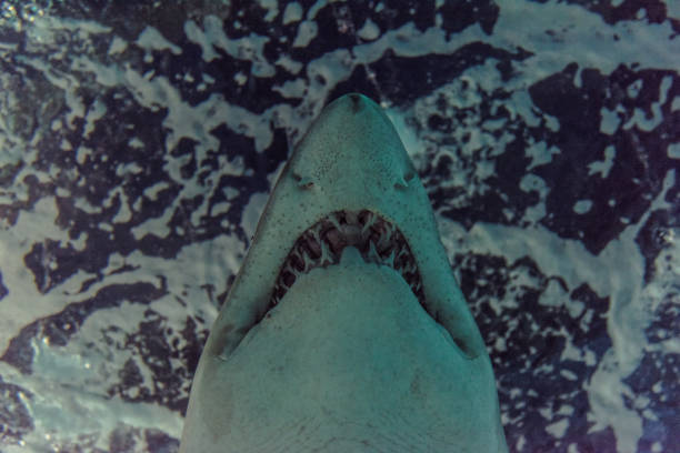 Close-up of a Sand Shark shot from below