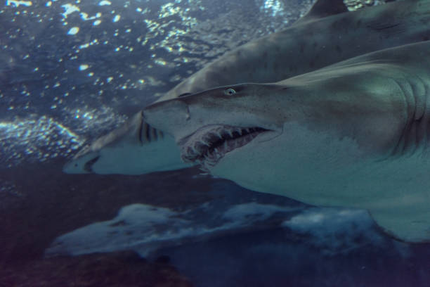 istock Close-up of a Sand Shark shot from below 1030240066
