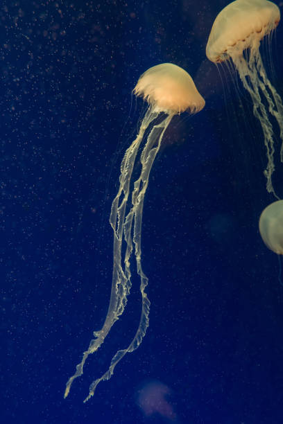 istock jellyfish in the aquarium 1030240100