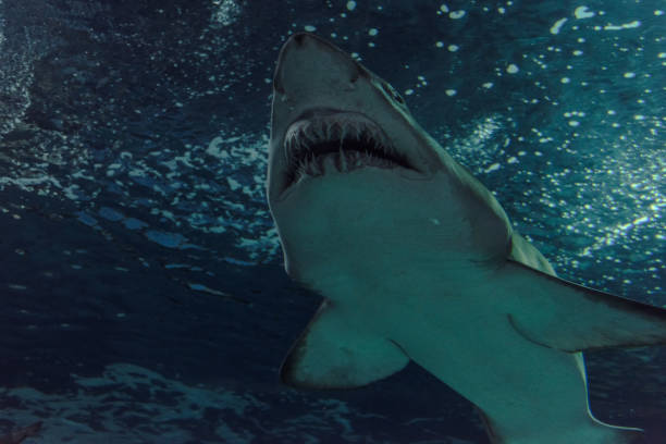 istock Close-up of a Sand Shark shot from below 1030240110