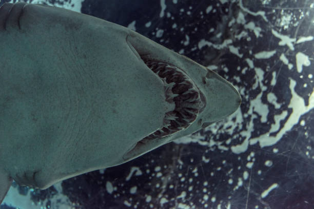 istock Close-up of a Sand Shark shot from below 1030240126
