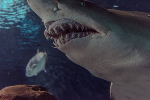 istock Close-up of a Sand Shark shot from below 1030240132