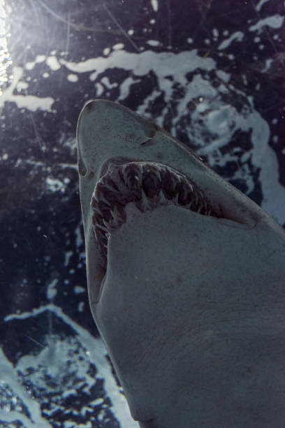 istock Close-up of a Sand Shark shot from below 1030240136