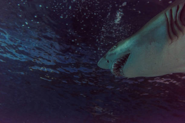 istock Close-up of a Sand Shark shot from below 1030240152