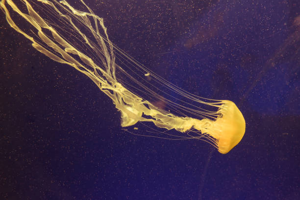 istock jellyfish in the aquarium 1030240184