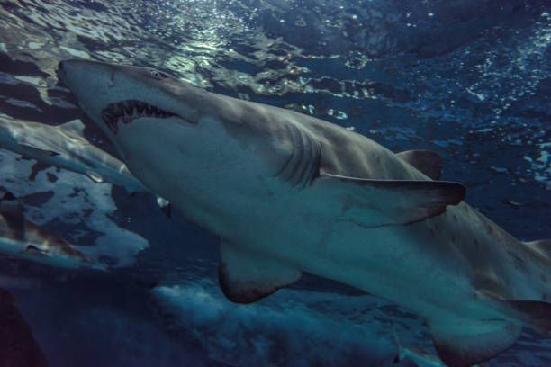 istock Close-up of a Sand Shark shot from below 1030240194