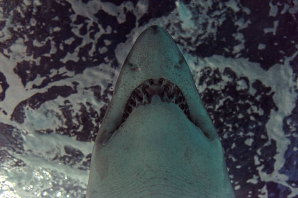 istock Close-up of a Sand Shark shot from below 1030240200