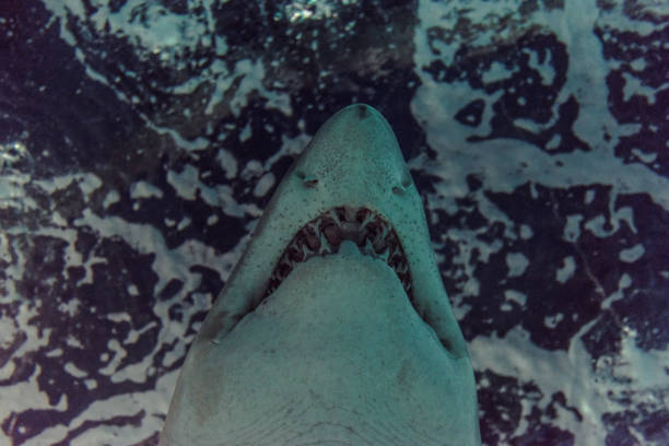 istock Close-up of a Sand Shark shot from below 1030240238