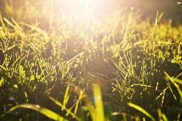 istock Green grass close-up with a setting sun backlight in summer evening 1030243786