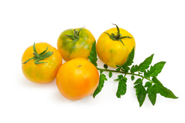 istock Yellow tomatoes with leaf on a white background 1030250256