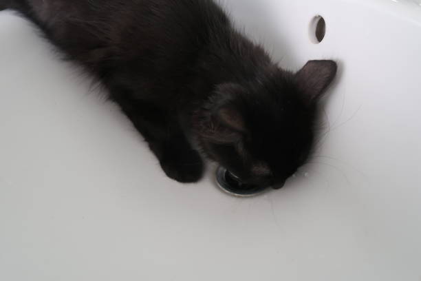 istock Young black cat named Lucky 1030250456