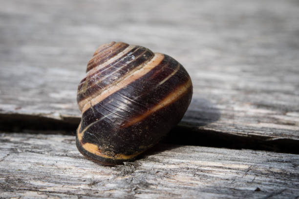 Old shells on a wooden table. Shells of molluscs remaining empty. Dark background.