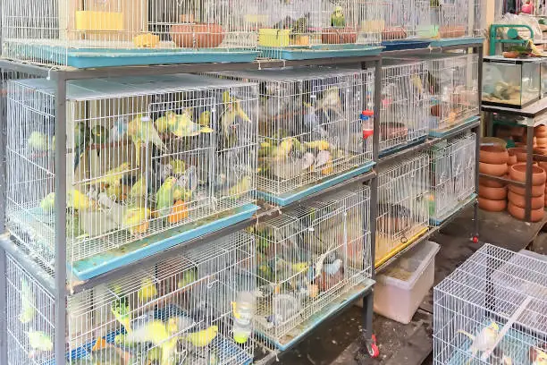 Photo of Birds for sale in the cages. Many colorful Parrots for sale at local pet market in Bangkok,Thailand.