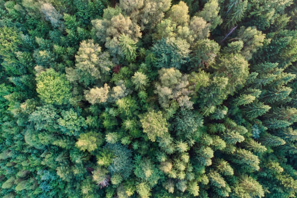 istock Pine and fir tree forest from above 1030260338