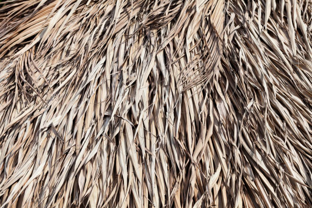 istock Thatched roof texture 1030266634