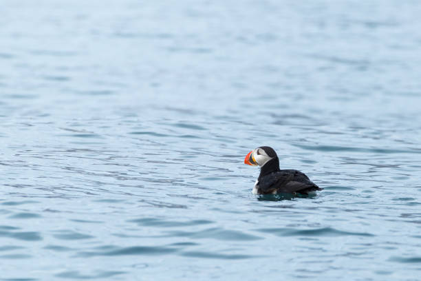istock Puffins in arctic. 1030266660