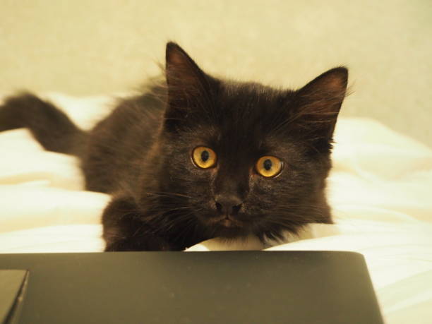 istock Young black cat named Lucky 1030266740