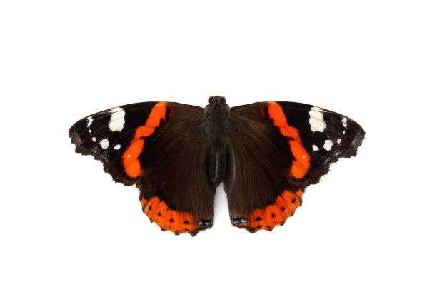 istock Live butterfly isolated. 1030267628