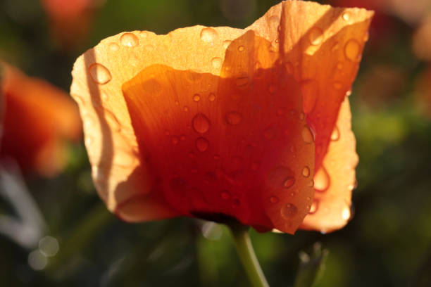 Fresh wild poppies growing at the roadside