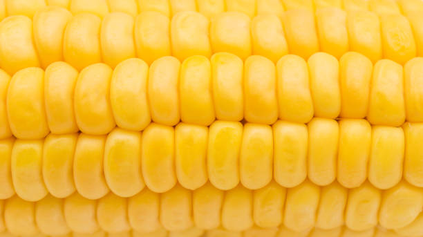 textur des mais. hautnah. - corn on the cob corn crop macro close up stock-fotos und bilder