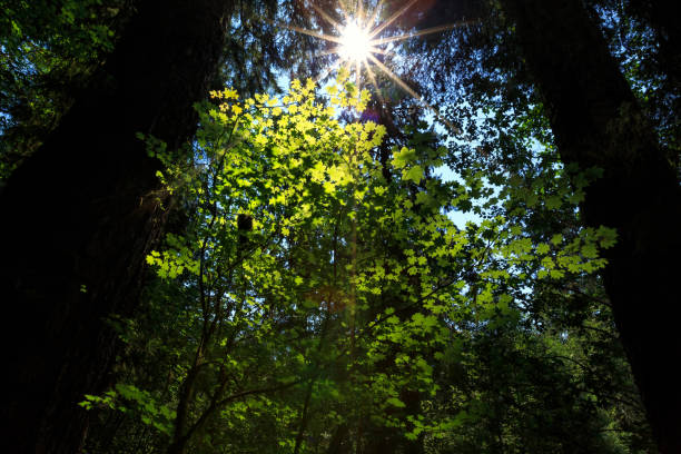 istock green leaf with flare light in the forest 1030276896
