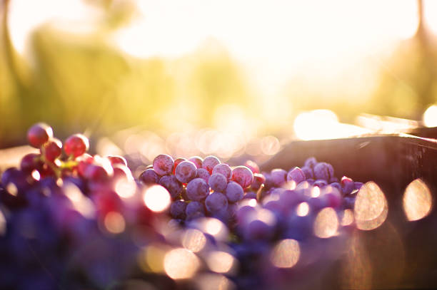 Freshly Cut Grapes after being Harvested with Sunset Copy Space stock photo