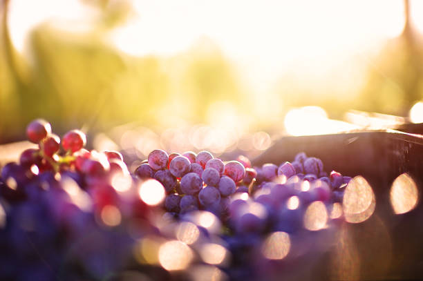 freshly cut grapes after being harvested with sunset copy space - grape green red purple imagens e fotografias de stock