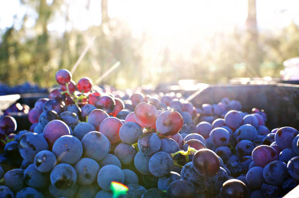 Freshly Cut Grapes after being Harvested with Sunset Copy Space less bokeh Stellenbosch South Africa