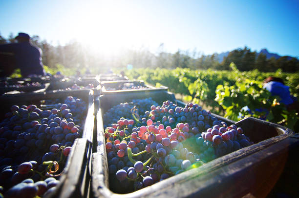 frisch geschnitten trauben nach der ernte bei sonnenaufgang in kisten zwischen den weinbergen - winery autumn vineyard grape stock-fotos und bilder
