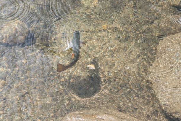 istock Fish are fed at a lake, Austria 1030280726